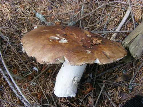 Another view of Crab Brittlegill