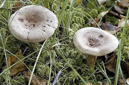 Another view of Powdery Brittlegill