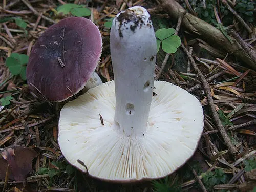 Another view of Purple Brittlegill