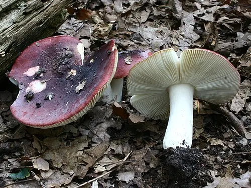 Another view of Purple Brittlegill