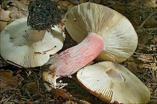 Another view of Fruity Brittlegill