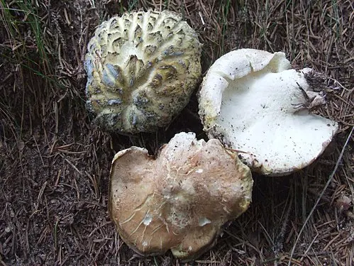 Sheep Polypore