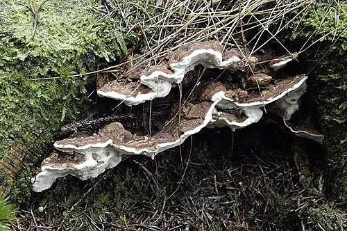 Conifer-base Polypore
