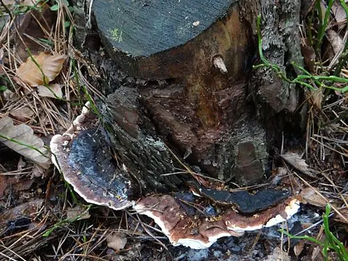 Another view of Conifer-base Polypore