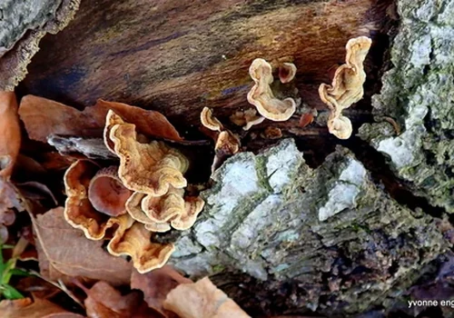 Another view of Yellowing Curtain Crust