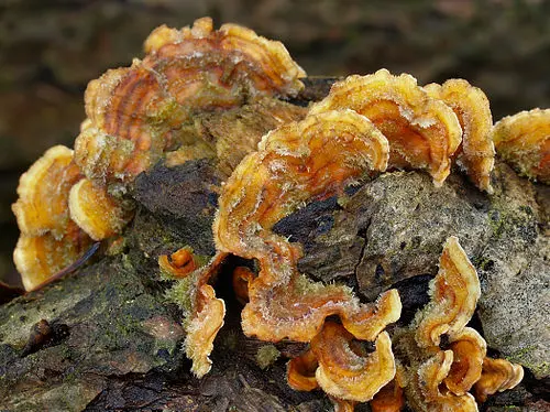 Hairy Curtain Crust