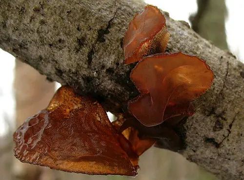 Another view of Amber Jelly Fungus