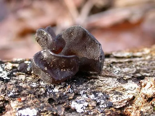 Another view of Black Witches' Butter