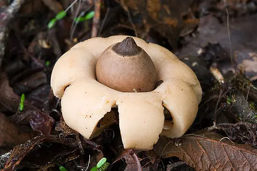 Rounded Earthstar