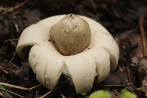Another view of Sessile Earthstar