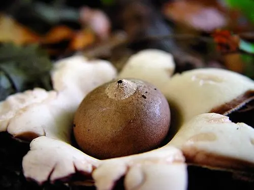 Collared Earthstar