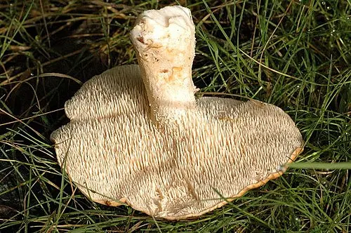 Another view of Wood Hedgehog