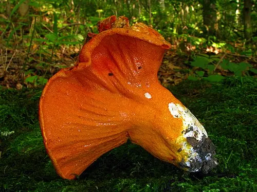 Lobster Mushroom