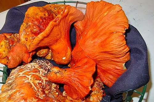 Another view of Lobster Mushroom