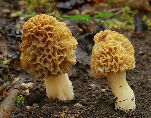 Yellow Morel