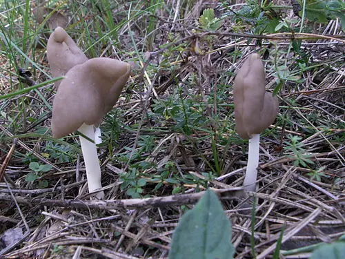 Another view of Elastic Saddle