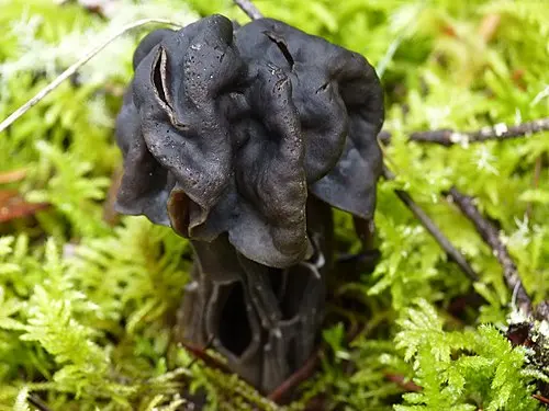 Fluted Black Elfin Saddle