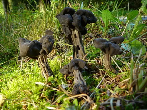 Another view of Fluted Black Elfin Saddle