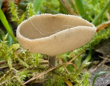 Felt Saddle Fungus