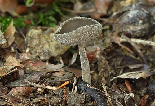 Another view of Felt Saddle Fungus