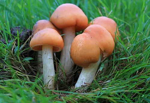Meadow Waxcap