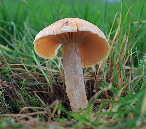 Another view of Meadow Waxcap