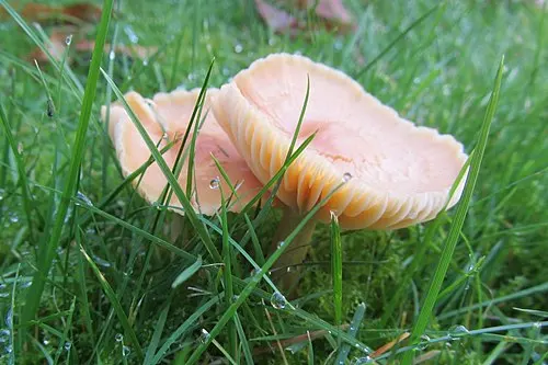 Another view of Meadow Waxcap