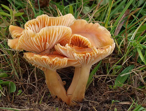 Another view of Meadow Waxcap