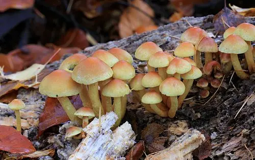 Sulphur Tuft