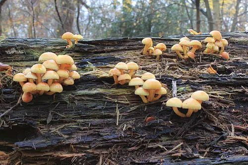 Another view of Sulphur Tuft
