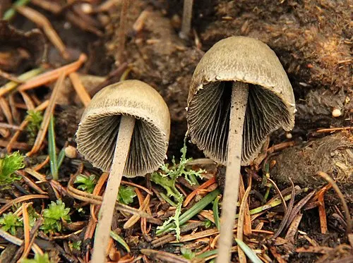 Another view of Petticoat Mottlegill