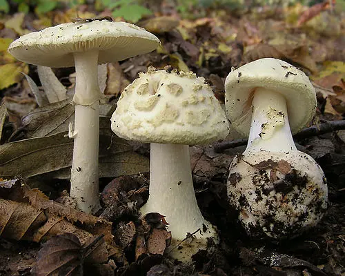 False Death-cap