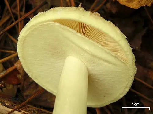 Another view of False Death-cap