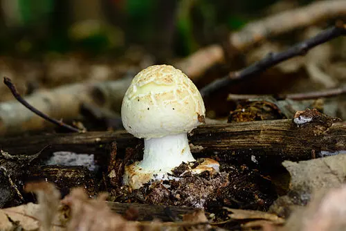 Another view of False Death-cap