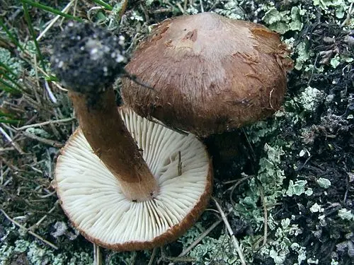 Another view of Torn Fibrecap