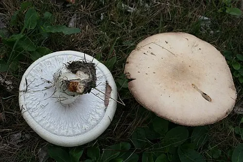 Macro Mushroom