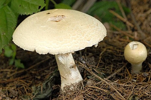 Another view of Macro Mushroom