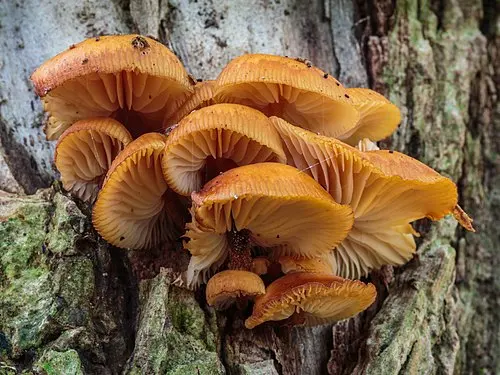 Another view of Velvet Shank