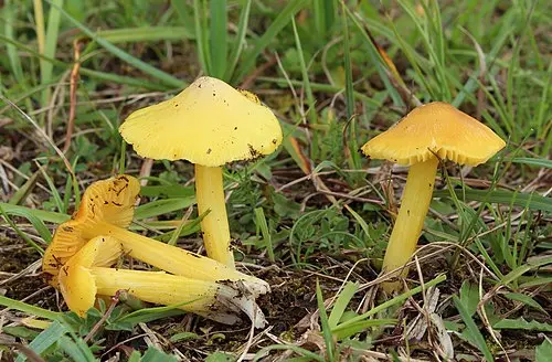 Persistent Waxcap