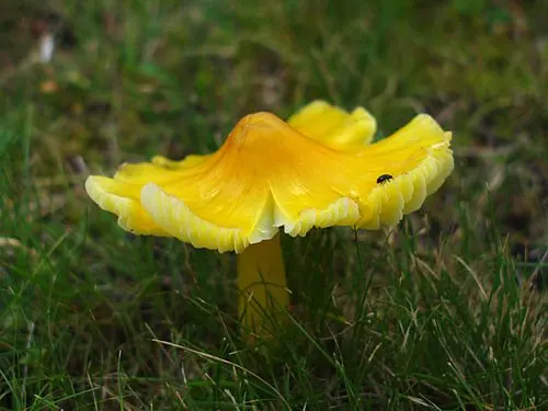 Another view of Persistent Waxcap