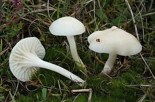 Snowy Waxcap