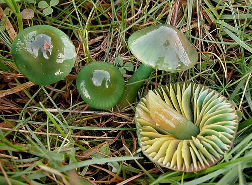 Parrot Waxcap