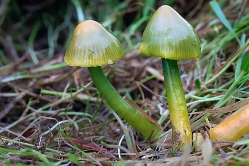 Another view of Parrot Waxcap