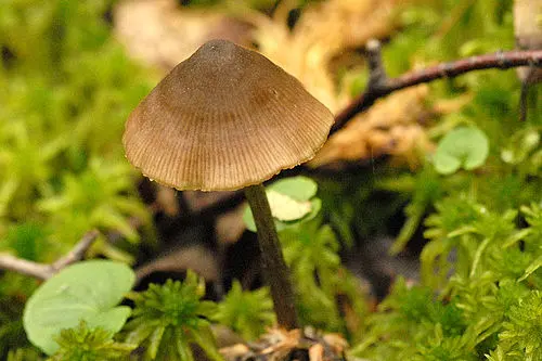 Star Pinkgill Mushroom