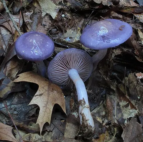 Viscid Violet Cort