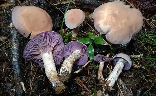 Purple Laccaria