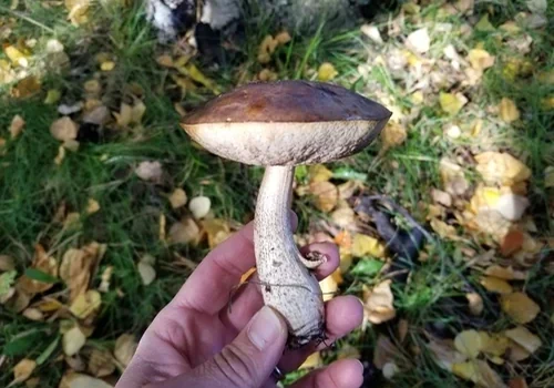 Alaskan Scaber-stalk