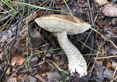 Another view of Alaskan Scaber-stalk