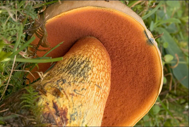 Another view of Lurid Bolete
