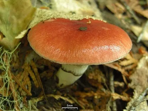 Rosy Slime Spike